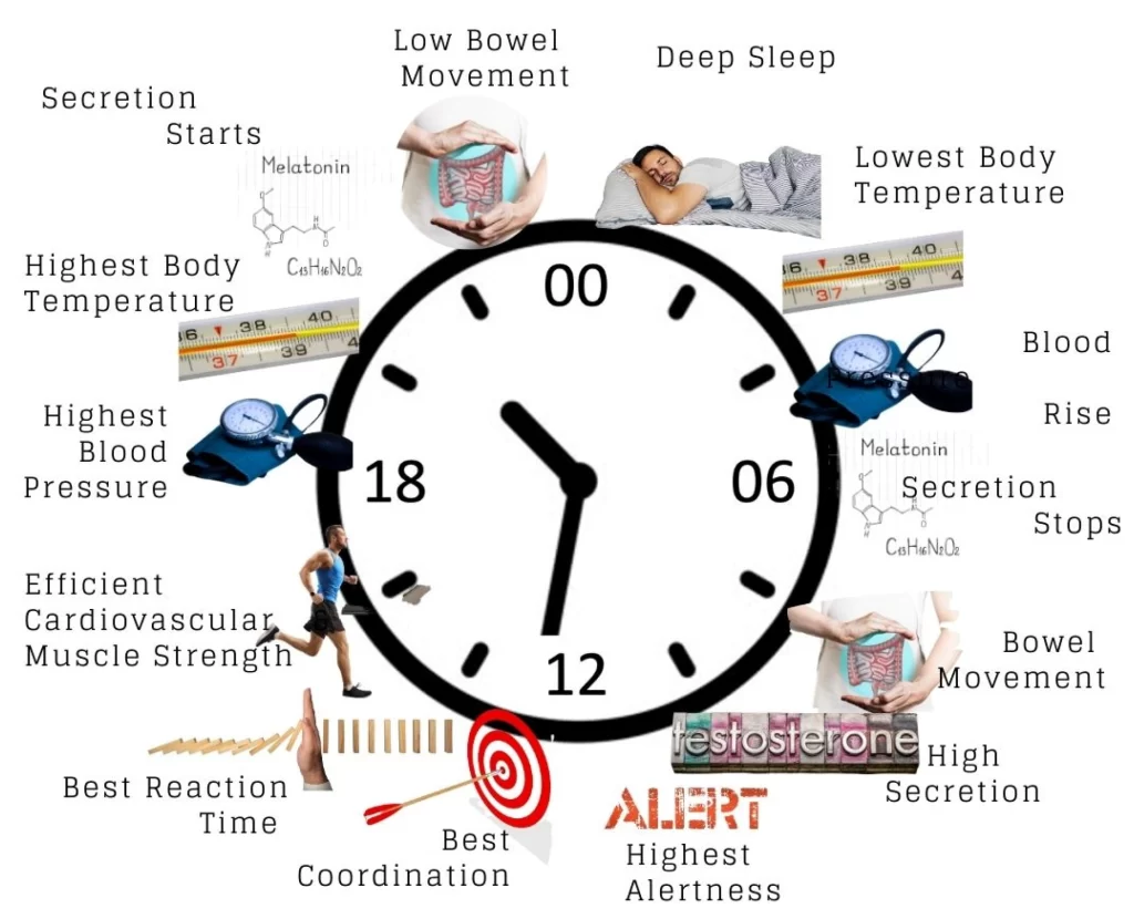 circadian rhythms